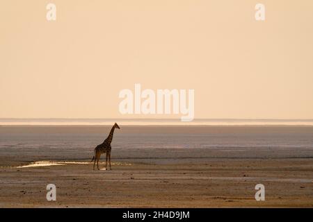 Giraffen (Giraffa camelopardalis) Sonnenuntergang am Wasserloch in der Salzpfanne. Savannah aus dem Etosha-Nationalpark, Namibia, Afrika Stockfoto