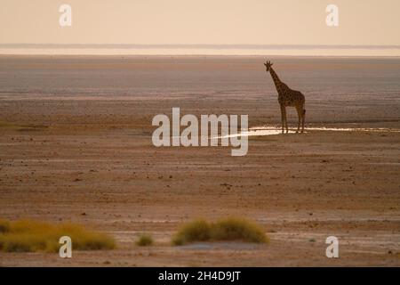 Giraffen (Giraffa camelopardalis) Sonnenuntergang am Wasserloch in der Salzpfanne. Etosha Nationalpark, Namibia, Afrika Stockfoto