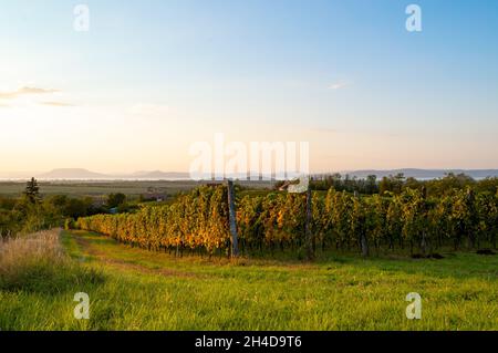 Schöner Sonnenuntergang am Weinberg. Weinberge in der Nähe des Plattensees in Ungarn. Stockfoto