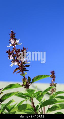 Nature Series - das endgültige Foto vom Dachgarten. Ich bin mir nicht 100% sicher, was für eine Blume das ist, ich gehe davon aus, dass es die blaue/violette Salvia-Blume ist, ist das richtig? Stockfoto