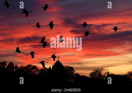 BILDMONTAGE! Kraniche im Flug über Linum, Brandenburg, Deutschland Stockfoto