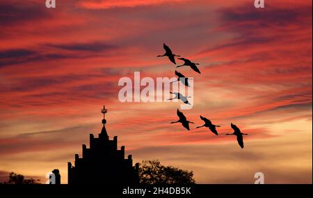 BILDMONTAGE! Kraniche im Flug über Linum, Brandenburg, Deutschland Stockfoto