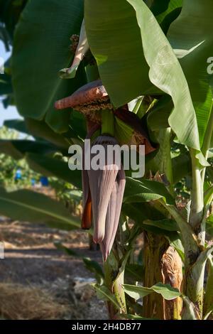 Nahaufnahme der Bananenbaumschote auf der Plantage, die die kleinen Früchte zeigt, die in Zypern wachsen Stockfoto