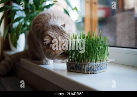 Nette schottische Faltenkatze, die in der Nähe von Katzenrasen oder Katzengras aus Gerste, Hafer, Weizen oder Roggen-Samen sitzt. Katzengras wird im Haus für Haustiere angebaut. Kat Stockfoto