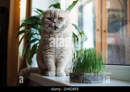 Nette schottische Faltenkatze, die in der Nähe von Katzenrasen oder Katzengras aus Gerste, Hafer, Weizen oder Roggen-Samen sitzt. Katzengras wird im Haus für Haustiere angebaut. Kat Stockfoto