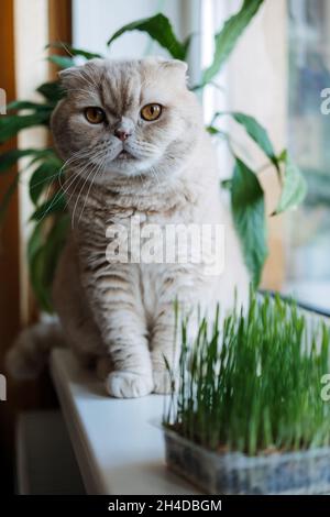 Nette schottische Faltenkatze, die in der Nähe von Katzenrasen oder Katzengras aus Gerste, Hafer, Weizen oder Roggen-Samen sitzt. Katzengras wird im Haus für Haustiere angebaut. Kat Stockfoto