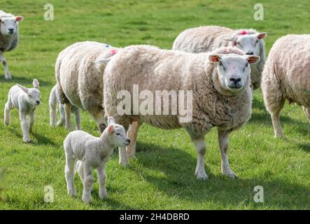 Herde von Schafen mit neugeborenen Lämmern auf einem Feld auf einer britischen Farm Stockfoto