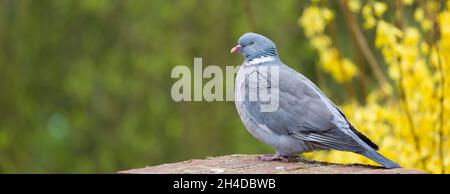 Gewöhnliche Holztaube Columba Palumbus in einem britischen Garten. Panorama-Banner-Vorlage mit Platz für Kopien Stockfoto