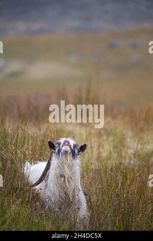 Die langhörnte, männliche walisische Bergziege schnüffelt während der Furche am Fuße eines Berges im Snowdonia-Nationalpark in Nordwales, Großbritannien, die Luft nach Weibchen. Stockfoto