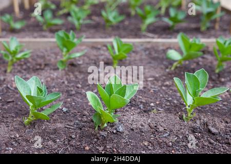 Saatkeimlinge mit Bohnenfavabohnen gesät, Aussaat im Freien in einem Garten, Großbritannien Stockfoto