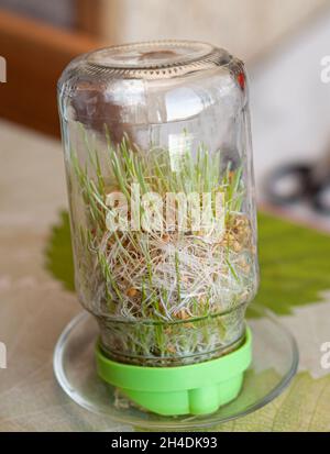 Junge gekeimt Weizen in einem Glas auf einem dunklen zu Hause mit Ähren aus Weizen. Bio-Getreide gut für Salate, gesunde Lebensmittel. Nahaufnahme Stockfoto