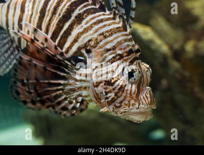 Pterois Volitans der Rote Löwe Fisch Stockfoto