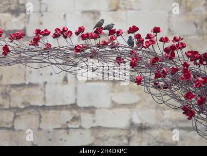 Vögel bei der Kunstinstallation 'Blood Swept Lands and Seas of Red', die von dem Künstler Paul Cummins am Graben im Tower of London aus tausenden von Keramikmohn gefertigt wurde - einer für jeden der britischen Todesopfer des Ersten Weltkriegs Stockfoto