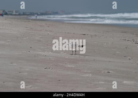 Möwe auf einen Sandstrand Stockfoto