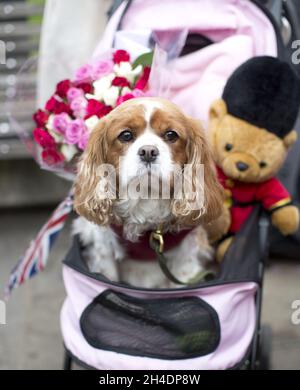 Der Hund der Königlichen Fan Judy Daley namens Camilla, nach der Herzogin von Cornwall, wartet vor Windsor Castle, Berkshire, um ihre Majestät, die Königin, auf einem Rundgang zu ihrem 90. Geburtstag zu sehen. Sie soll eine Gedenktafel enthüllen, die den Weg der Königin am Fuße des Castle Hill markiert. Stockfoto