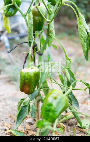 Grüne Pfefferpflanze in einem Obstgarten Stockfoto