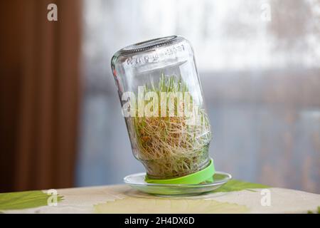 Junge gekeimt Weizen in einem Glas auf einem dunklen zu Hause mit Ähren aus Weizen. Bio-Getreide gut für Salate, gesunde Lebensmittel. Nahaufnahme Stockfoto