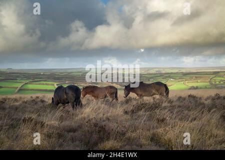 Exmoor Ponys auf dem Withypool Hill am Withypool Common an einem Herbstabend im Exmoor National Park, Somerset, England. Stockfoto