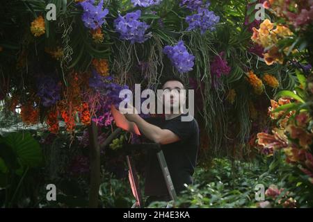 Der Gärtner Tim Forshaw nimmt einige letzte Anpassungen vor, während er eine Vorschau auf das Kew Orchid Festival vorstellt: Feiern Sie die Farbe Kolumbiens, ausgestellt im Royal Botanic Gardens, Kew, West London. . Bild datiert: Mittwoch, 7. Februar 2019. Bildnachweis sollte lauten: Isabel Infantes / EMPICS Entertainment. Stockfoto