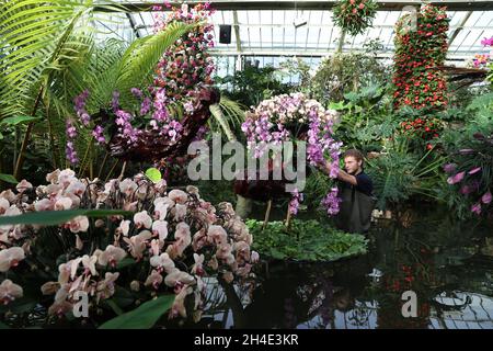 Der Gärtner Michael Antonetti nimmt während einer Vorschau auf das Kew Orchid Festival einige letzte Anpassungen vor: Feiern Sie die Farbe Kolumbiens, ausgestellt im Royal Botanic Gardens, Kew, West London. . Bild datiert: Mittwoch, 7. Februar 2019. Bildnachweis sollte lauten: Isabel Infantes / EMPICS Entertainment. Stockfoto