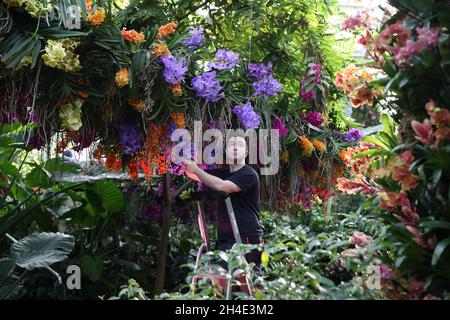 Der Gärtner Tim Forshaw nimmt einige letzte Anpassungen vor, während er eine Vorschau auf das Kew Orchid Festival vorstellt: Feiern Sie die Farbe Kolumbiens, ausgestellt im Royal Botanic Gardens, Kew, West London. . Bild datiert: Mittwoch, 7. Februar 2019. Bildnachweis sollte lauten: Isabel Infantes / EMPICS Entertainment. Stockfoto