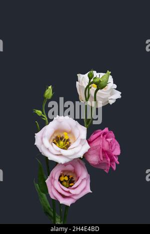 Rosa weiße Lisianthus Blüten Makro, vintage schöne Kunst Stillleben von Blüten, Knospen, Stamm, grüne Blätter, dunkelgrauer Hintergrund Stockfoto