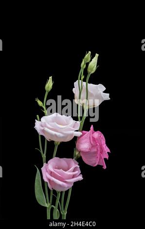 Rosa weiße Lisianthus Blüten Makro, vintage feine Kunst Stillleben von Blüten, Knospen, Stamm, grüne Blätter, schwarzer Hintergrund Stockfoto