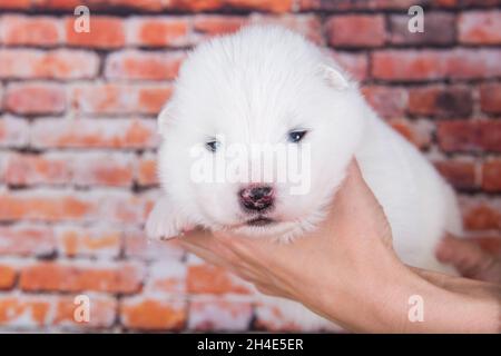 Kleine zwei Wochen alte süße weiße Samoyed Welpen Hund Stockfoto