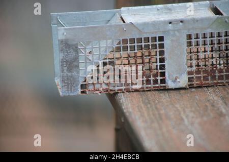 Eine gefangene Maus in einer lebenden Falle, die auf einem hölzernen Geländer mit verschwommenem Hintergrund sitzt Stockfoto