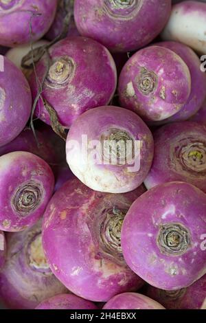 Chioggia-Rüben Stockfoto