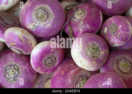 Chioggia-Rüben Stockfoto