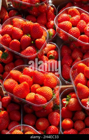 Italien, Lombardei, Marktstand, Erdbeeren in Plastikbehältern Stockfoto