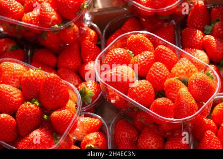 Italien, Lombardei, Marktstand, Erdbeeren in Plastikbehältern Stockfoto