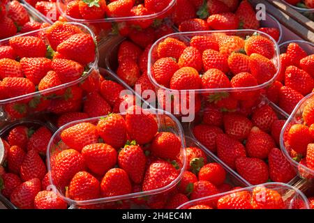 Italien, Lombardei, Marktstand, Erdbeeren in Plastikbehältern Stockfoto