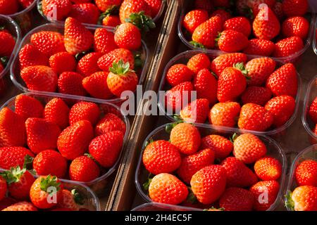 Italien, Lombardei, Marktstand, Erdbeeren in Plastikbehältern Stockfoto