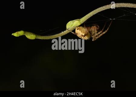Nahaufnahme der braunen Reichspinne mit dunklem Hintergrund. Araneus sp. Stockfoto