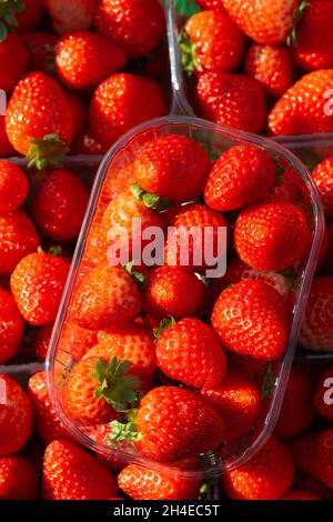 Italien, Lombardei, Marktstand, Erdbeeren in Plastikbehältern Stockfoto