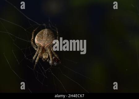 Nahaufnahme der braunen Reichspinne mit dunklem Hintergrund. Araneus sp. Stockfoto