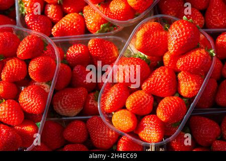 Italien, Lombardei, Marktstand, Erdbeeren in Plastikbehältern Stockfoto