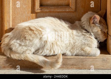 Alte Katze schläft, drückt ihren Kopf gegen eine Wand, Störung des Nervensystems Stockfoto