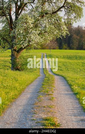 Feldweg im Frühling präsentiert von Blumenwiesen und blühendem Obstbaum, Europa Stockfoto