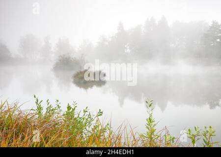 Herbstliche Stimmung an Weiher im Naturschutzgebiet Wildert in Illnau, Raureif bedeckt Vegetation auf den Inseln und Nebelschweben über dem W Stockfoto