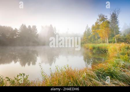 Herbstliche Stimmung an von Bäumen gesäuumtem Weiher im Naturschutzgebiet Wildert in Illnau, Raureif bedeckt Vegetation und Nebelschweben über Stockfoto