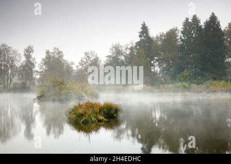 Herbstliche Stimmung an Weiher im Naturschutzgebiet Wildert in Illnau, Raureif bedeckt Vegetation auf den Inseln und Nebelschweben über dem W Stockfoto