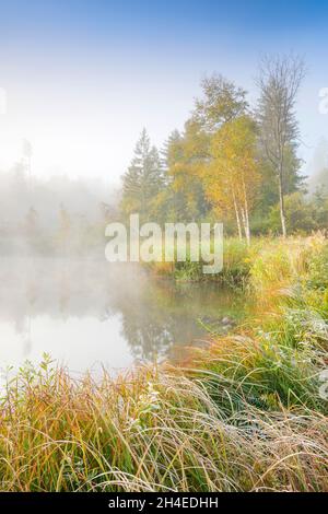 Herbstliche Stimmung an von Bäumen gesäuumtem Weiher im Naturschutzgebiet Wildert in Illnau, Raureif bedeckt Vegetation und Nebelschweben über Stockfoto