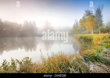 Herbstliche Stimmung an von Bäumen gesäuumtem Weiher im Naturschutzgebiet Wildert in Illnau, Raureif bedeckt Vegetation und Nebelschweben über Stockfoto