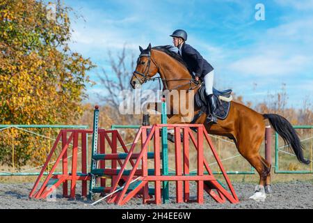 Der junge Sportler, der auf dem Sauerampfer reitet, springt über ein Hindernis im Springen Stockfoto