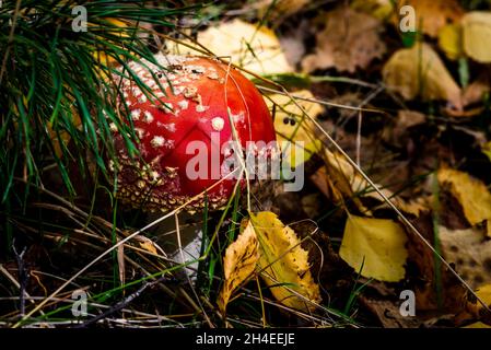 Roter giftiger Amanita-Pilz, Nahaufnahme eines roten Pilzes, der im Gras versteckt ist Stockfoto