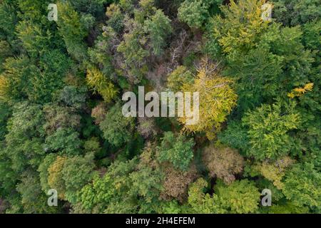 Top Luftaufnahme des gemäßigten Waldes in Ariege, Ende der Sommerfarben, Frankreich Stockfoto