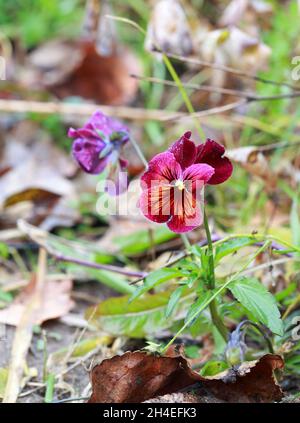Rosa Stiefmütterchen blüht im Spätherbst mit Frost Stockfoto
